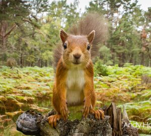 Red Squirrel - Andy Howard