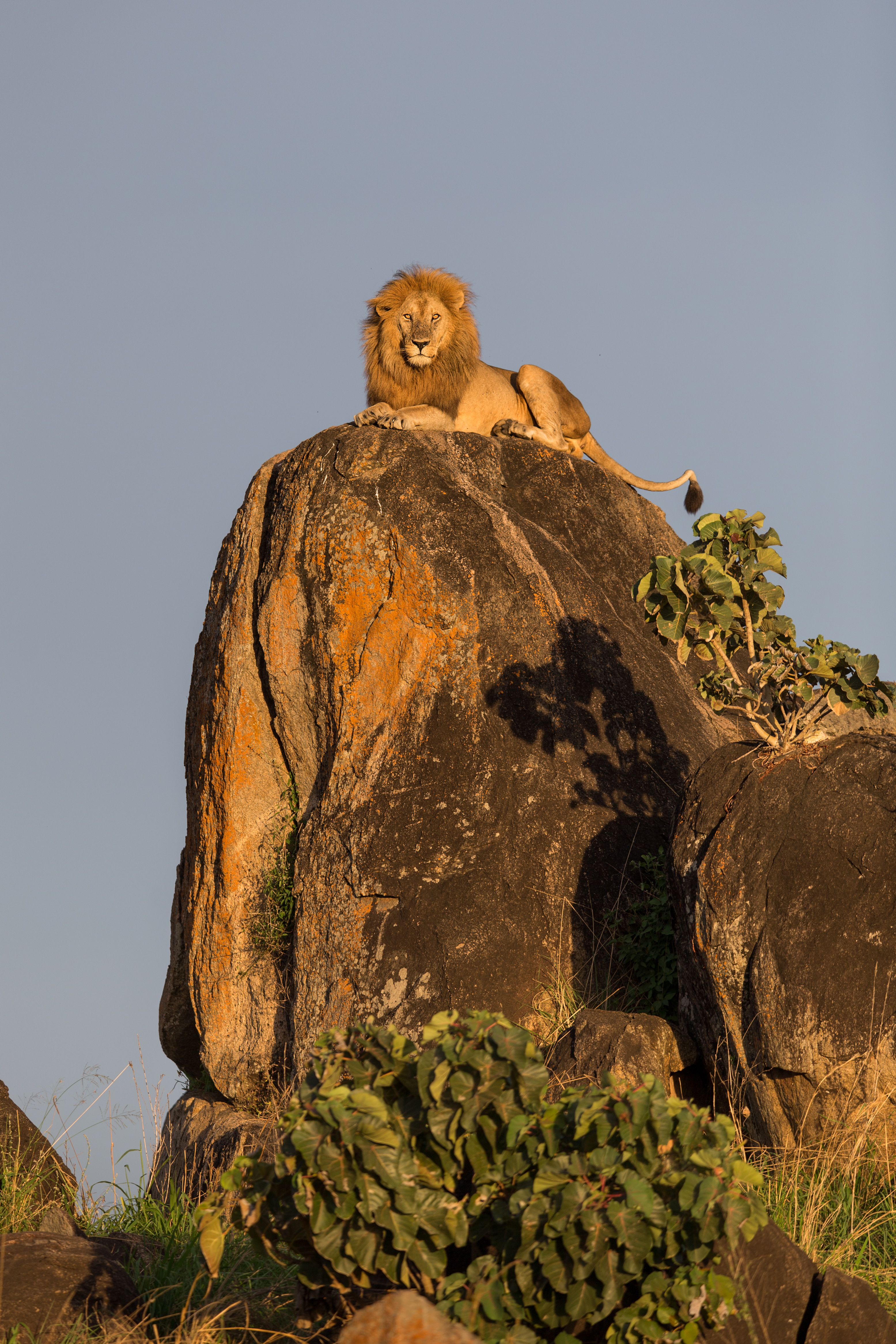 The real lion king, photographed in Uganda!