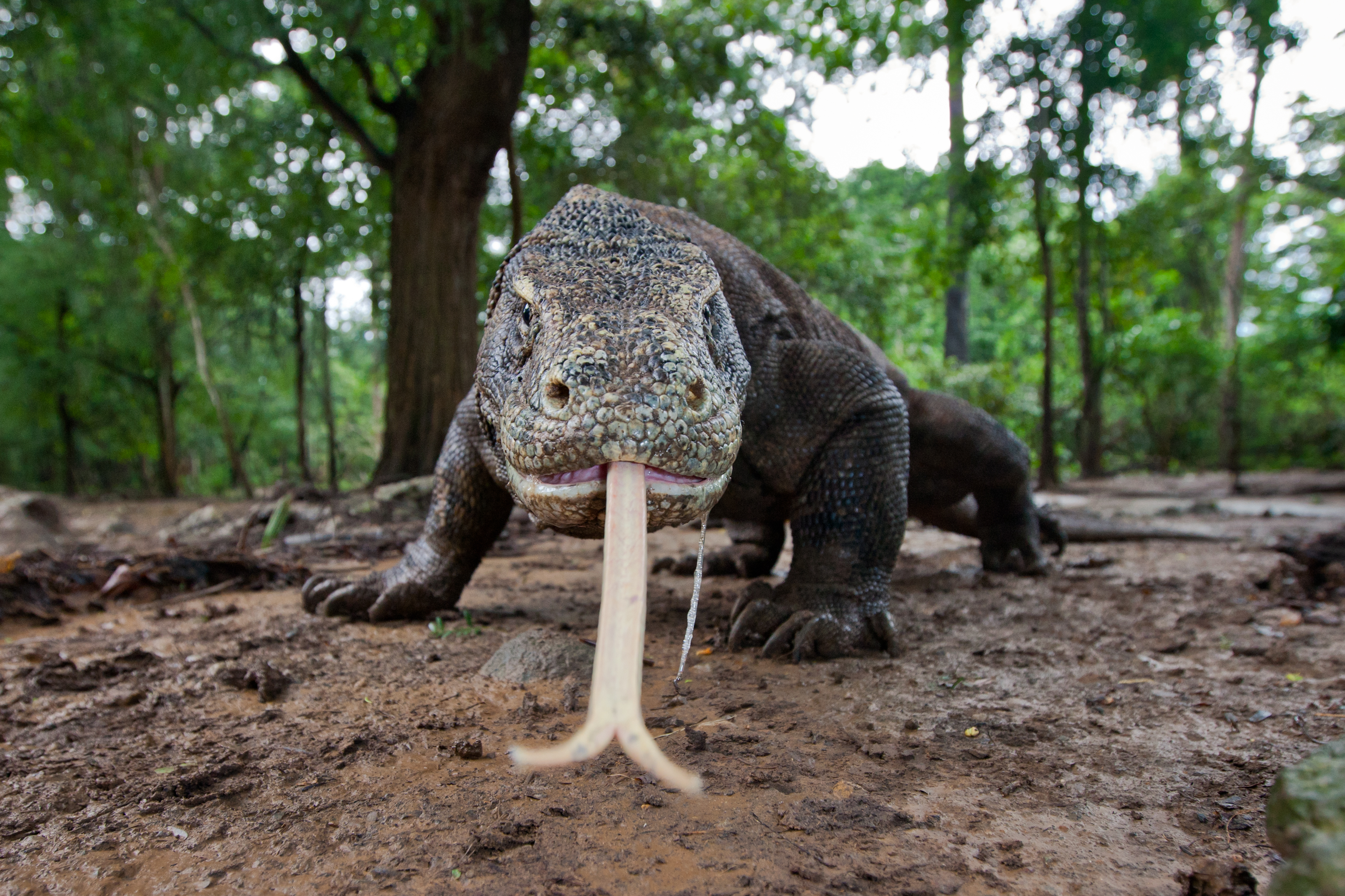 A Komodo dragon investigates the camera with its long forked tongue.