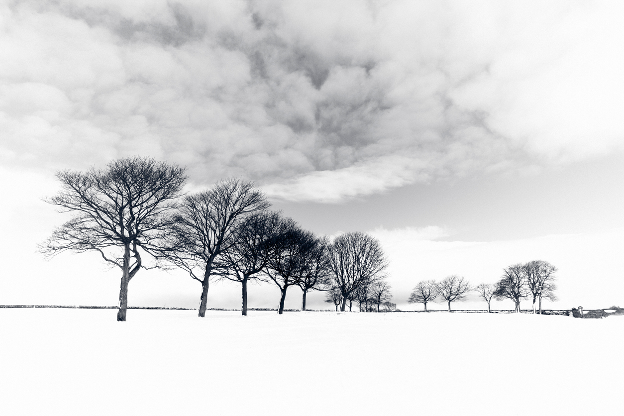 Black and white photo of trees