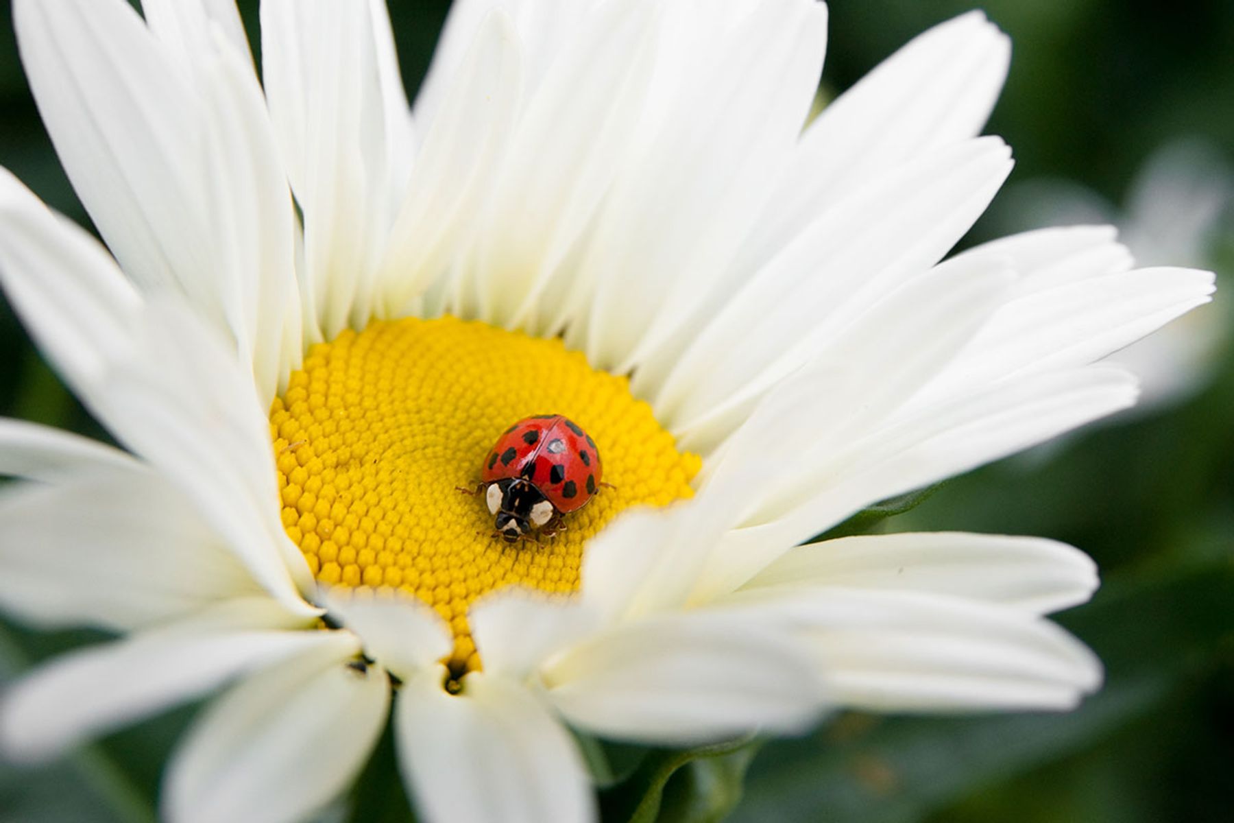 Top 10 Smartphone Photography Tips | Photobox