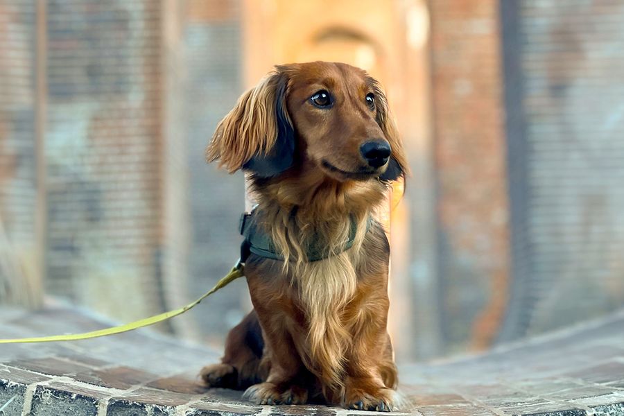 Percy the dog, owned by Daniel, Paid Search Specialist at Storio, illustrates Photobox's tip that every successful dog portrait starts with treats.