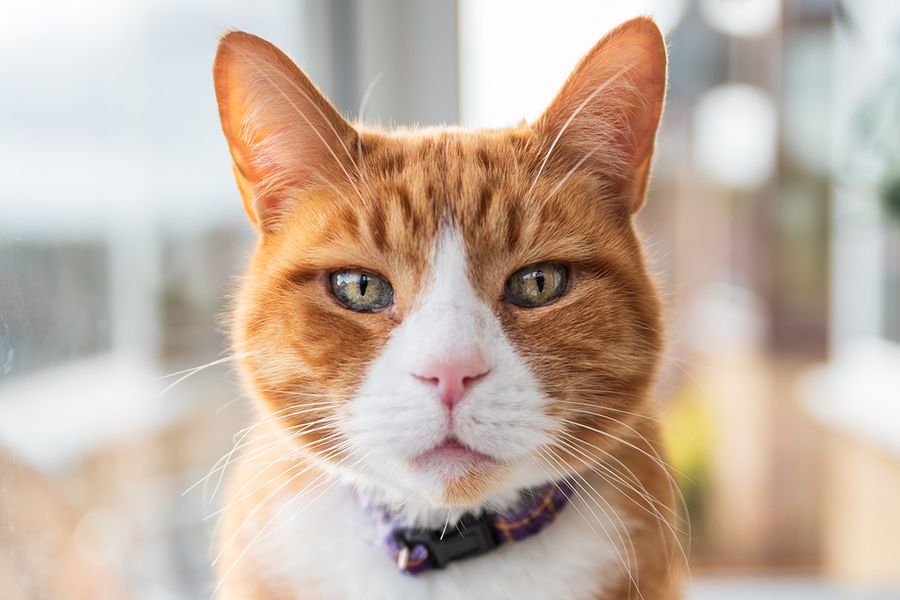 A close-up portrait of an orange cat's face illustrates Wes Kristopher's tip for Photobox on getting low and eye-level to capture more personality in pet photoshoots.