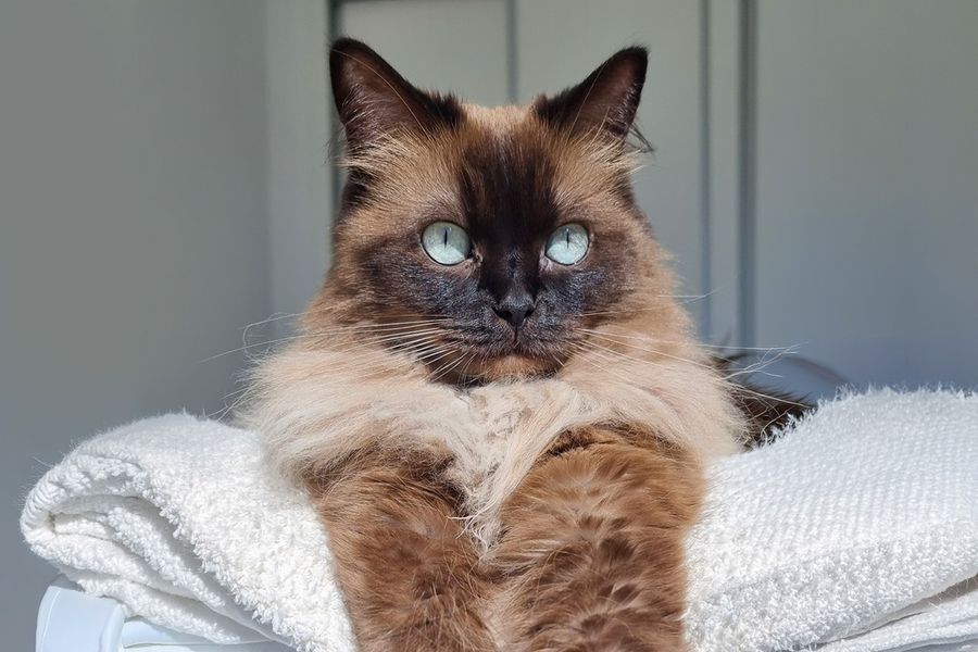 A fluffy brown cat with bright blue eyes, belonging to Ivo, illustrates Photobox's tips on using natural light for the best pet photos.