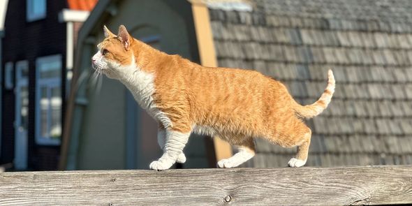 An orange cat features in Photobox's expert guide to taking better pet photos, with tips on cat and dog photoshoots.