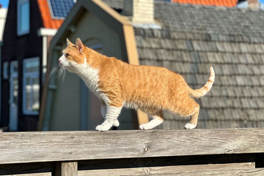 Kacchan the orange cat illustrates Ran's tip for Photobox to follow the sunlight for the best natural colour grading in cute cat pictures.