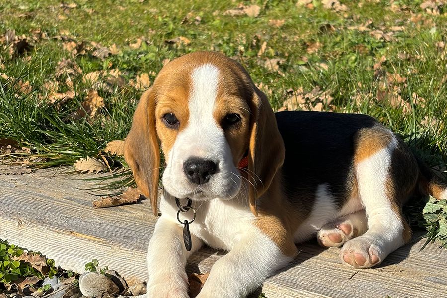 Patch the puppy illustrates Camille's tip for Photobox to use Live mode during puppy photoshoots, making it easy to choose the best frame afterwards.