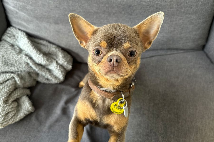 Giorgio the chihuahua looks into the camera, illustrating Maia's tip for Photobox of making high-pitched noises to grab a dog's attention for the perfect shot.