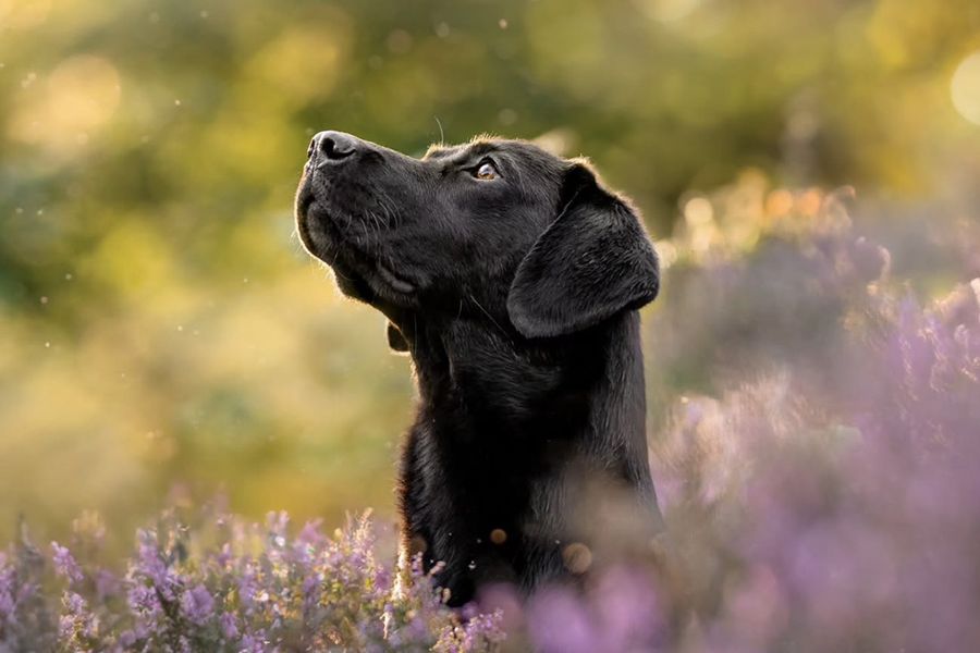 A black Labrador stands in a lavender field, illustrating Holly Dwyer's tip for Photobox on capturing genuine connection in pet and family photoshoots.