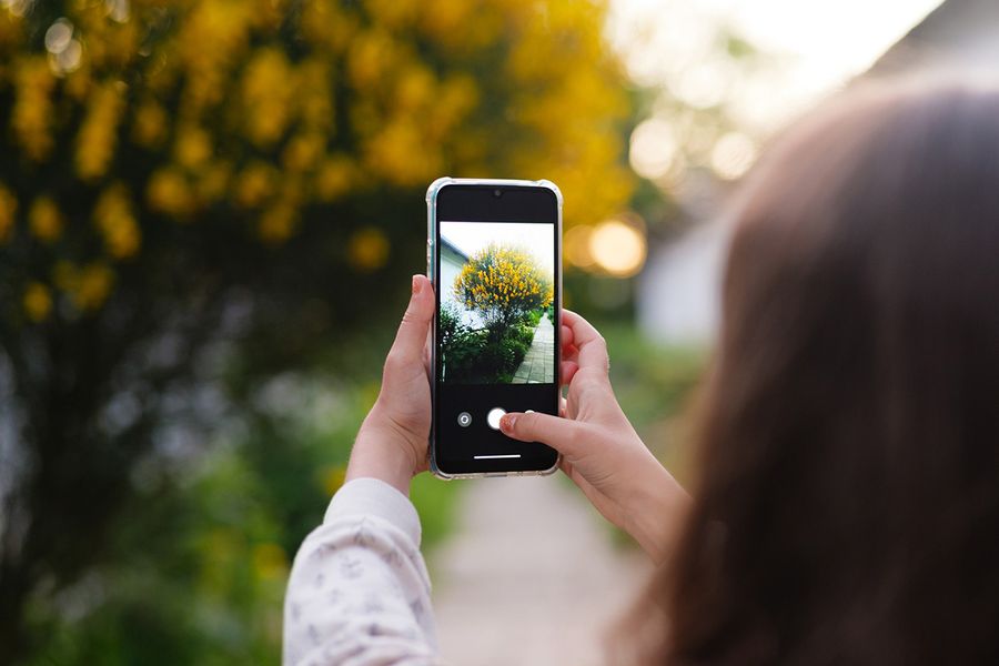 Someone takes a picture of a pretty bush with yellow flowers, illustrating how quickly camera roll overload happens in Photobox's photo culling guide.
