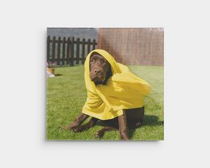 Acrylic print of a dog in a yellow blanket outside.