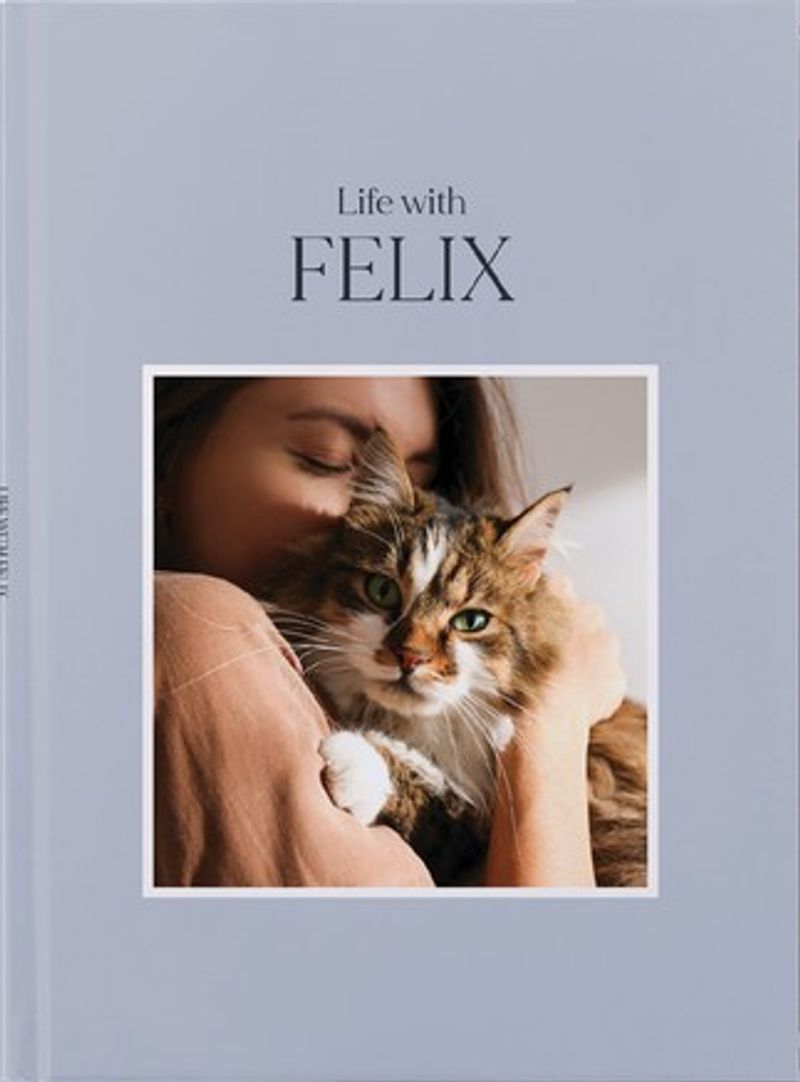Stylish cat